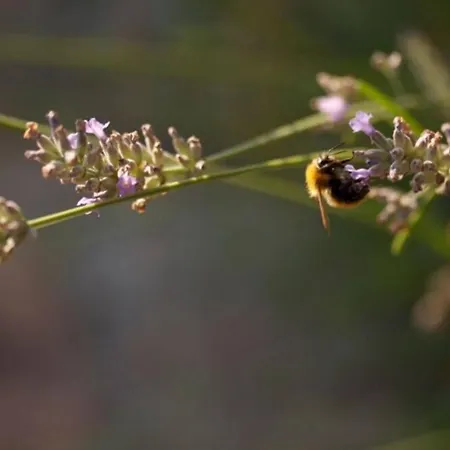 Collina Dei Fagiani Landhuis *