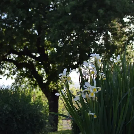 Landhuis Collina Dei Fagiani Montone (Umbria)