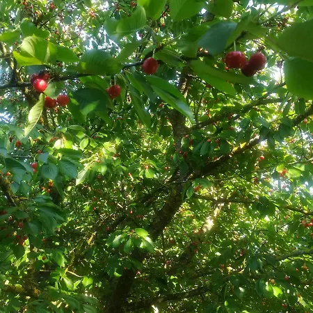 Collina Dei Fagiani Landhuis Montone (Umbria)